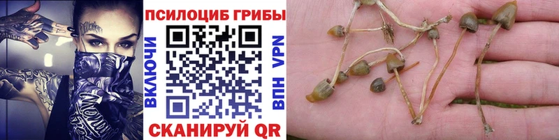 наркотики  Гай  KRAKEN онион  Псилоцибиновые грибы прущие грибы 